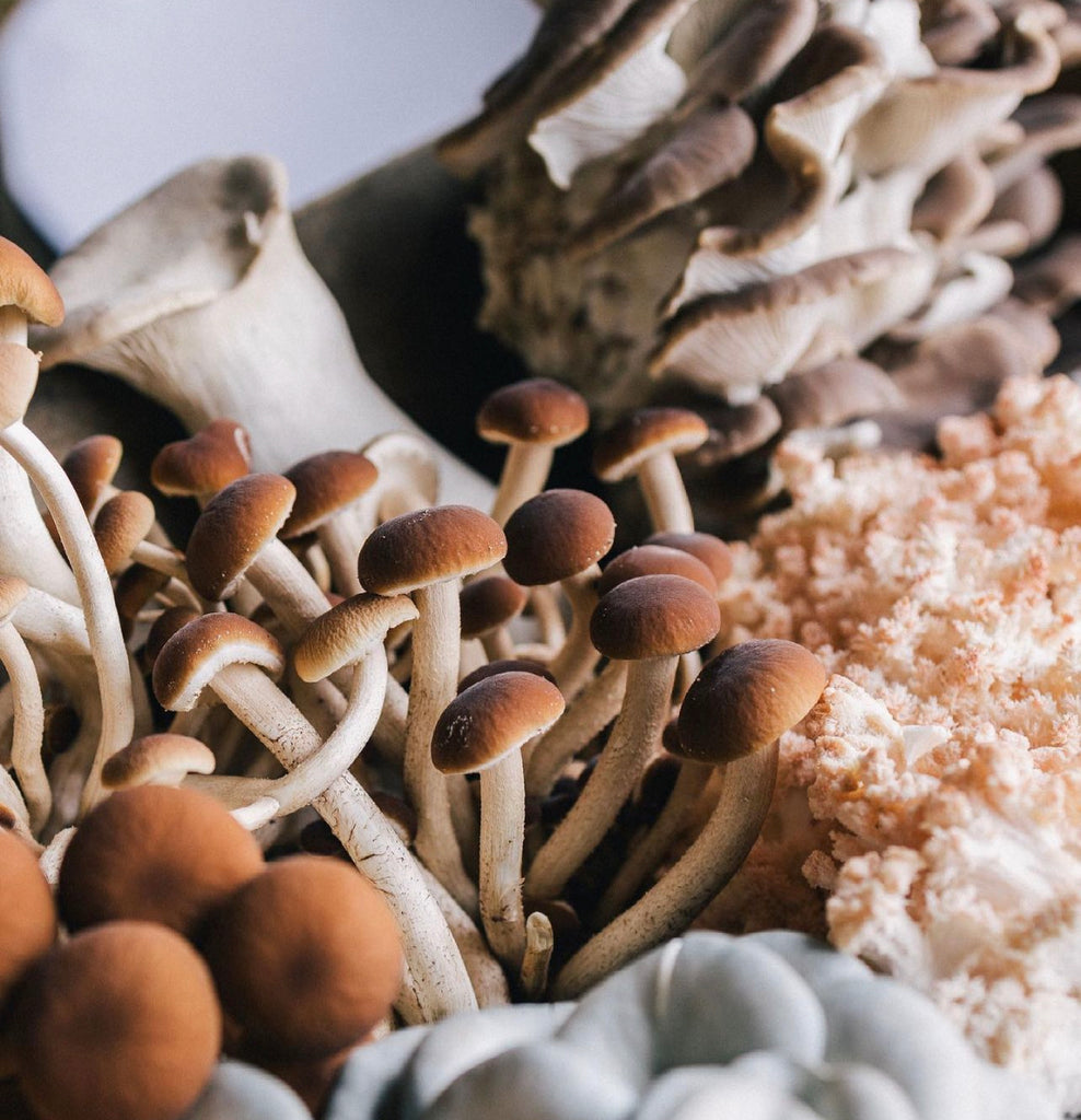 The Versatile Oyster Mushroom: What You Need to Know
